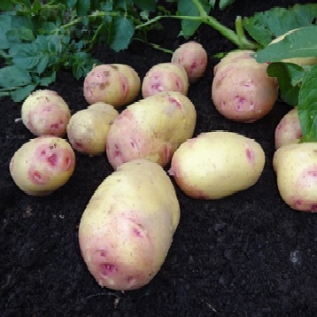 JBA 2kg Carolus Seed Potatoes